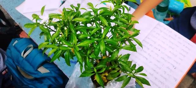 Frommans School Vision